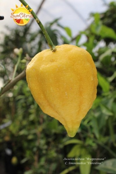 C. limonimedica Florentina1 - 